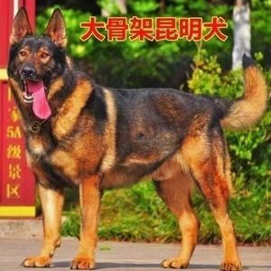 昆明犬幼犬黑背小奶狗狗狗活物狗狗真狗大型犬猛犬警犬看家护院狗