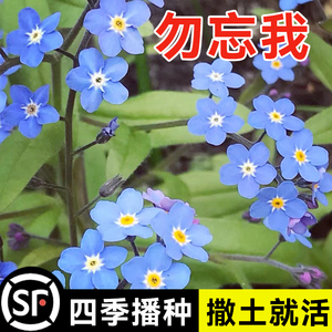 勿忘草花种子宿根多年生勿忘我种子盆栽耐寒易种太阳花卉种子籽孑