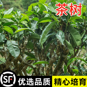 绿茶种子茶种子茶树种子茶叶种子绿茶籽茶花种子耐冬大果红花油茶