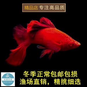 高鳍红箭鱼苗菊花帆红剑鱼狼牙帆刀公热带鱼观赏鱼小型鱼种鱼活物