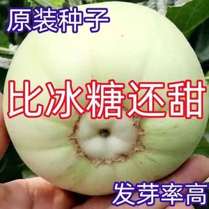 日本甜宝甜瓜种子薄皮香瓜种籽甜瓜种种植瓜种瓜类种子大全小瓜