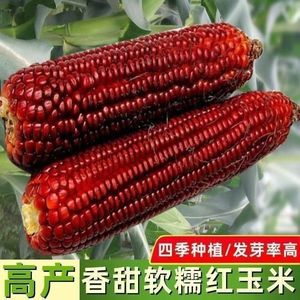 红玉米种子红粘大棒早甜红香糯玉米种籽早熟高产大田春夏蔬菜种子