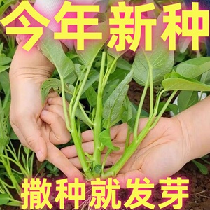 三叉空心菜种子通心菜农家田园庭院青菜春秋水培四季蔬菜种籽大全