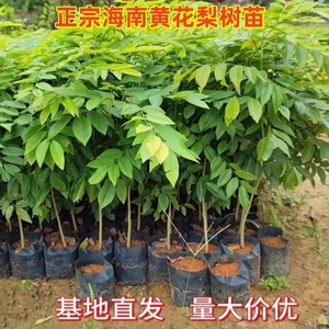 名贵苗木正宗海南黄花梨树苗珍贵植物黄花梨木小苗盆栽降香黄檀苗