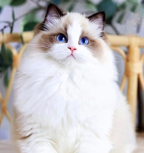 香港猫舍赛级海双海双布偶猫幼崽长毛仙女猫蓝眼睛活体家养宠物猫
