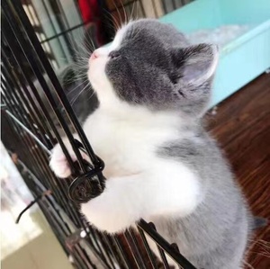 香港澳门发货英短蓝白蓝猫幼崽矮脚折耳曼基康短毛宠物加白起司猫