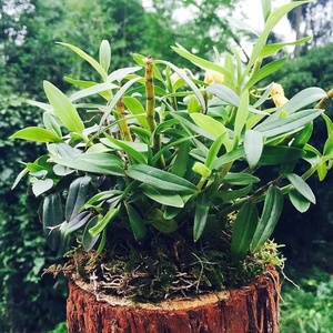 雁荡山铁皮石斛木桩种植送托盘客厅卧室厨房办公室