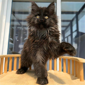 香港全国发货纯黑烟熏色俄罗斯缅因幼猫巨型长毛库恩猫宠物森林猫