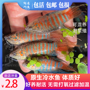 中国斗鱼活体活鱼淡水小型观赏鱼冷水普叉耐养不换水斗鱼苗原生鱼