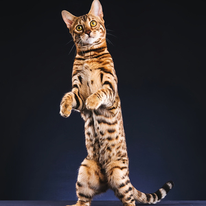 纯种孟加拉豹猫活体短毛玩具虎猫老虎猫赛级血统虎斑猫豹纹猫猫舍