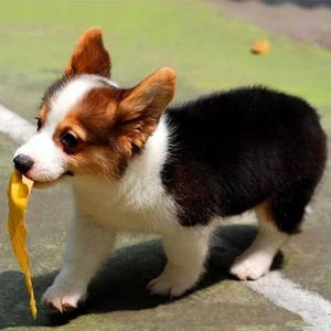 纯种柯基幼犬威尔士双色三色小短腿活体幼崽巴哥犬小型法斗法牛犬