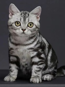 香港发货银虎斑标斑美短猫幼猫矮脚加白起司猫英短蓝白家养宠物猫