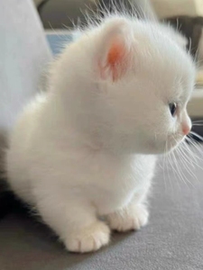 香港发货蓝白色英短乳色曼基康猫幼崽长毛拿破仑矮脚猫活体宠物猫