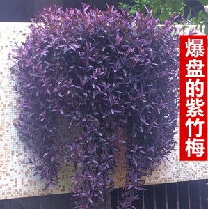 紫叶吊竹梅室内外绿植紫罗兰青白玉吊兰好养花卉植物盆栽油画婚礼