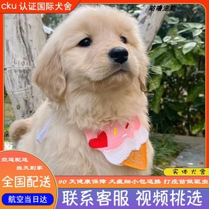 纯种金毛犬幼犬活体狗狗导盲犬金毛巡回猎犬家养大头幼犬金毛血统