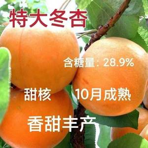 新品种晚熟杏子树苗冬杏苗嫁接冬季杏树苗月初成熟肉质细当果树苗
