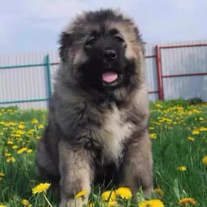 纯种巨型高加索幼犬双血统赛级熊版俄罗斯高加索犬活体家养狗出售