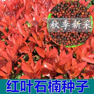 新釆红叶石楠种子四季常青绿篱绿化树种子红罗宾火焰红石楠树种籽