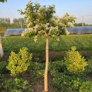 流苏树苗流苏树嫁接桂花砧木庭院景观树花朵雪白色浓香型植物树木