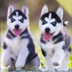 纯种赛级三火蓝眼哈士奇犬幼崽中型雪橇犬白色萨摩耶犬活体宠物狗