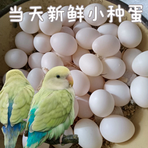 鹦鹉蛋受精可孵化牡丹白子受精率高牡丹种蛋鹦鹉虎皮受精率高玄凤