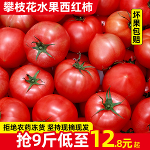 四川攀枝花露天沙瓤水果西红柿9斤新鲜自然熟生吃老品种普罗旺斯5