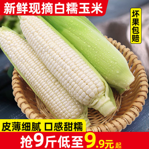新鲜现摘白糯玉米5-9斤当季甜玉米棒子苞谷粒水果牛奶玉米蔬菜