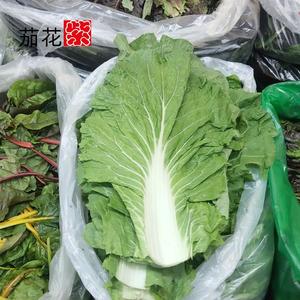 现摘新鲜大白菜叶东北饭包叶蘸酱即食绿色蔬菜常年供应量大优惠