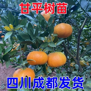 甘平柑橘桔子嫁接苗爱媛34号新品种盆栽南北方庭院地栽种植果树苗