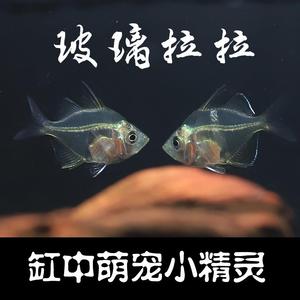玻璃拉拉小型淡水观赏鱼活体灯科鱼水草缸新手热带鱼混养透明猫鱼