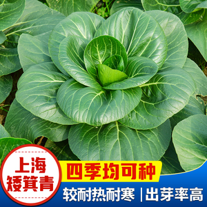 四季矮脚上海青种籽大叶上海青油菜籽大头菜耐寒家庭盆栽蔬菜种孑
