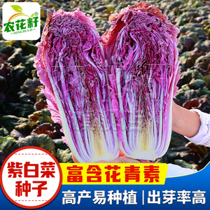 紫白菜种子紫色红色娃娃菜大白莱种籽大全紫玉菜种籽种孑