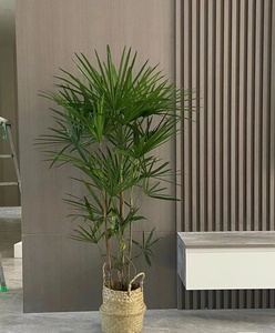 金山棕竹细叶庭院室内好养绿植盆栽大型观叶植物