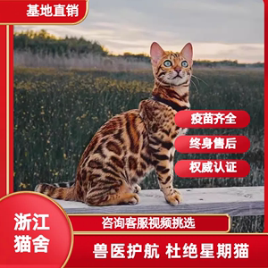 纯种孟加拉豹猫幼猫玩具虎猫老虎猫活体玫瑰花纹短毛赛级宠物猫咪