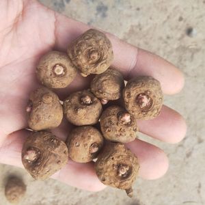 花魔芋二代种小魔芋球茎黑杆磨芋四川种苗优质高产种子野生磨芋种