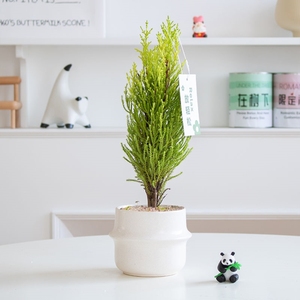 放轻松植物青松小香松盆栽北欧is风治愈植物办公室内桌面绿植创意