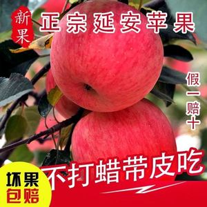 包邮陕西延安洛川红富士苹果原产地新鲜水果整箱当季苹果3/5/10斤