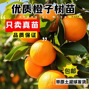 广西基地直发正宗嫁接橙子果树苗红江橙廉江红橙冰糖蜜橙薄皮榨汁