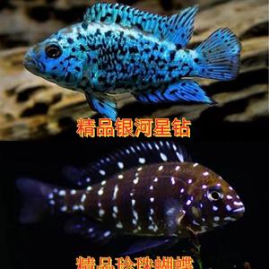 银河星钻鱼短鲷美洲慈鲷鱼三湖慈鲷活体珍珠豹热带观赏鱼新手易养