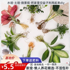 水培植物绿植室内水养土养白掌花卉盆栽绿萝四季水生富贵竹吉利红