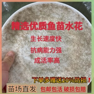 罗非鱼水花脆肉罗非鱼苗大品种福寿鱼单性非洲鲫鱼淡水养殖饲料鱼