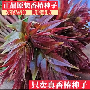 香椿种子速生红油香椿种子红叶香春芽苗四季农家蔬菜种籽