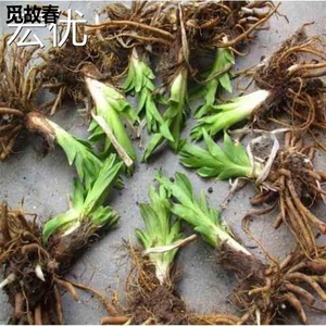 四季黄花菜种苗食用黄花菜根苗多年生种植金针菜苗根黄花菜种子根