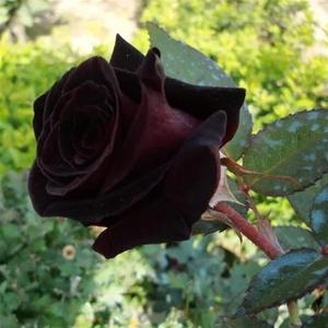 多年生月季花苗黑巴克黑红色玫瑰切花月季花大苗特大花卉盆栽植物