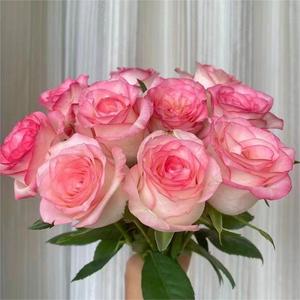 B级艾莎玫瑰鲜花水养高颜值轻奢花家居办公插花花艺中式插花花材