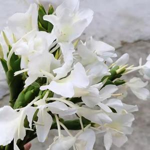 野姜花苗 野姜花种球种块 白色 姜花苗 盆栽蝴蝶花 植物花卉包邮