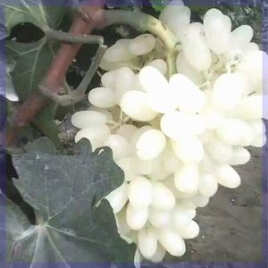 马奶提子苗 新疆马奶王 白牛奶苗盆栽爬藤树苗葡萄巨峰白色纯白