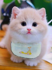纯种黄乳白色矮脚曼基康猫幼崽领养短腿拿破仑家养活体英短宠物猫