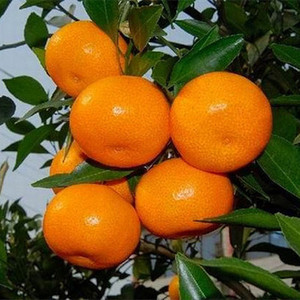 橘子新鲜湖北宜昌大丰蜜橘超甜10斤桔子蜜桔甜桔子早熟青皮密桔子