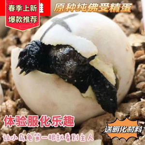 新疆西藏包邮鳄龟蛋可孵化原种纯佛爆刺佛鳄龟蛋体验孵化的乐趣乌